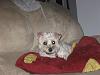 forums/f119-pets/att1100-sparky-jpg