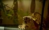 forums/f119-pets/att1479-turt-jpg