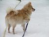 forums/f119-pets/att1995-img_0706-jpg