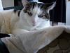 forums/f119-pets/att2533-071-jpg