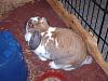 forums/f119-pets/att637-006-jpg