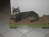 forums/f119-pets/att638-013-jpg