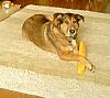 forums/f119-pets/att666-007-2-jpg.jpg
Views:	65
Size:	94.8 KB
ID:	666