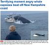 forums/f3-general/att3359-whalevsboat-jpg