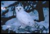 Snowyowl's Avatar