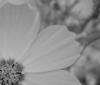 Sunflower_rain