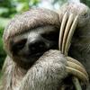 The Sloth's Avatar