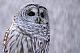 I love owls, do you love owls? If you do, join this group :D