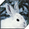 bunny101